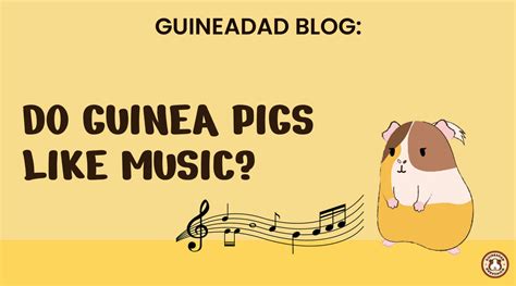 do guinea pigs like music; do they also enjoy the smell of lavender?