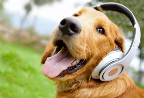 does loud music hurt dogs ears? The importance of soundproofing for pet owners