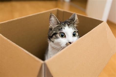 How to Print Photos from Dropbox: A Comprehensive Guide and Why Cats Love Cardboard Boxes